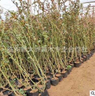 薔薇 藤本月季月季基地直銷 庭院美化圍墻綠化 大花薔薇藤本月季