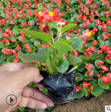 廠家直銷四家海棠 四季花卉觀賞植物四季秋海棠 玻璃翠蜆肉海棠