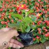 廠家直銷四家海棠 四季花卉觀賞植物四季秋海棠 玻璃翠蜆肉海棠