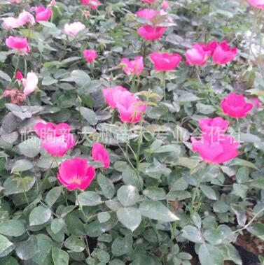 月季特價直銷豐花 豐花月季苗 月季花 月季苗 月季批發 基地直銷