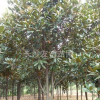 供應(yīng)廣玉蘭，湖南廣玉蘭，廣玉蘭價格行情，廣玉蘭工程用苗