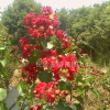 紅花紫薇，美國紅火箭紫薇，紅火球紫薇，櫻花，夏娟價格