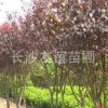 供應(yīng)紅葉李，湖南紅葉李，紅葉李工程用苗