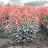 供應(yīng)紅葉石楠球，湖南紅葉石楠球價格行情