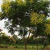 供應(yīng)欒樹，欒樹價格，湖南欒樹價格行情，欒樹工程用苗