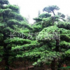 供應羅漢松，羅漢松價格，湖南羅漢松價格行情，造型羅漢松