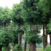 供應香樟，移栽香樟，香樟價格，各種工程香樟苗木