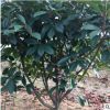 紅葉石楠球常綠灌木風(fēng)景樹(shù)苗盆栽庭院園林綠化苗木基地