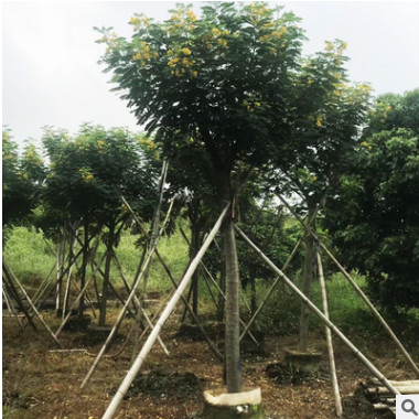 黃花槐樹從生黃花槐 綠化工程苗 大量銷售 開花喬木 自產自銷