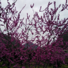 紫荊