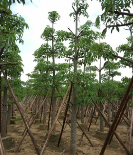 木棉 袋苗 市政綠化工程苗 攀枝花 中山花木基地直銷