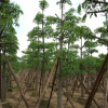木棉 袋苗 市政綠化工程苗 攀枝花 中山花木基地直銷