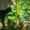 水生植物荷花高50-80cm盆苗基地直銷