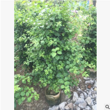 園林基地直銷 三角梅 勒杜鵑 紫花