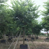 紅花紫荊18-20分假植苗樓盤行道樹洋紫荊中山基地直銷