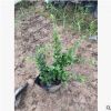 地被小袋苗福建茶高20-30cm綠籬中山基地直銷