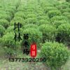批發小葉黃楊苗 小葉黃楊價格 綠化苗木小葉黃楊 規格齊全 工程苗
