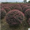 大量批發(fā)綠化苗 紅花繼木球 規(guī)格齊全 園林綠化苗 價格優(yōu)惠