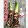 滴水觀音綠色觀葉植物辦公室客廳大型綠植盆栽花卉凈化空氣海芋