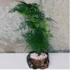 文竹盆栽 迷你小文竹綠色植物 桌面凈化空氣 觀葉 室內花卉盆景