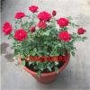 月季歐月盆栽微型玫瑰盆栽花苗歐月王妃綠植花苗薔薇苗薔薇盆栽