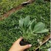 山東濰坊青州廠家直銷 花卉 八寶景天 大批量發貨
