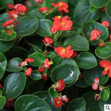 山東濰坊廠家直銷 花卉四季海棠 大批量批發花卉四季海棠