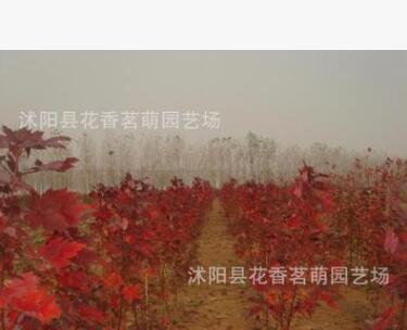 供應(yīng)紅楓 紫藤 觀賞竹 木瓜 海棠等綠化苗木 規(guī)格齊全