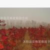 供應紅楓 紫藤 觀賞竹 木瓜 海棠等綠化苗木 規格齊全