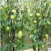 木瓜樹苗南方種四季當年結果大青紅肉木瓜苗水果新型矮甜木瓜苗