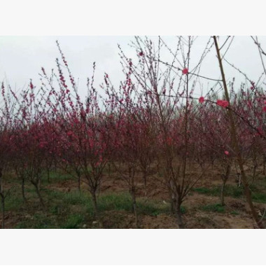 基地批發碧桃苗 紅葉碧桃苗彩色風景樹 工程用紅葉碧桃桃花樹苗