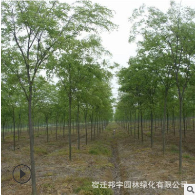 批發工程綠化苗木櫸樹 紅櫸樹苗規格齊全紅櫸庭蔭街道防護樹