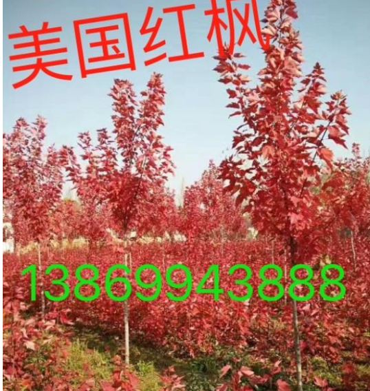 美國紅楓價格