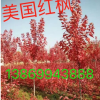 美國紅楓價格