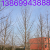 銀杏樹價格
