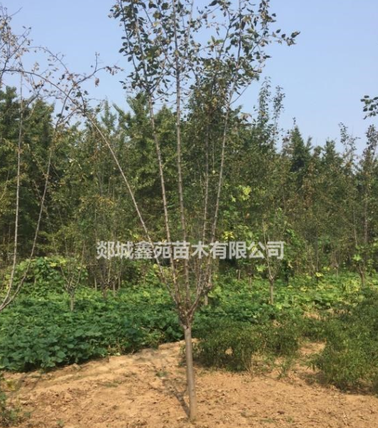 海棠基地直銷