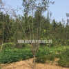 海棠基地直銷