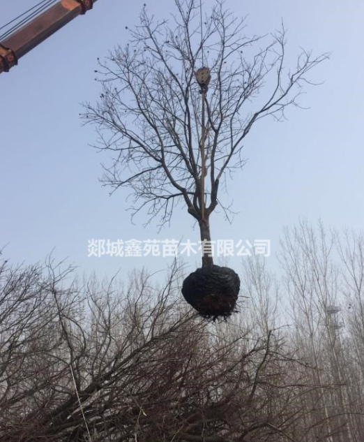 柿子樹