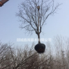 柿子樹