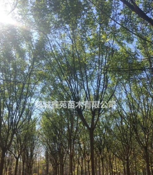 國槐低價出售