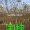 國槐