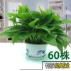 綠蘿盆栽 室內(nèi)外可水培盆栽吸甲醛凈化空氣花卉綠植盆栽栽