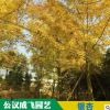 現貨工程各類苗木樹苗小苗銀杏大樹景觀樹防護樹
