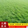 綠化草坪真草皮批發 小區別墅工程綠化冬草皮百慕大混播果嶺草