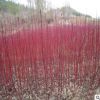 基地直銷批發(fā)紅瑞木綠化苗 庭院工程 耐寒植物 園林綠化植物