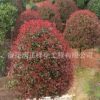 大量批發(fā)紅葉石楠球 花灌木 基地苗圃直銷 規(guī)格多現(xiàn)貨石楠球苗木