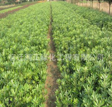 基地直銷批發(fā)園林綠化樹木海桐球 綠化苗海桐球