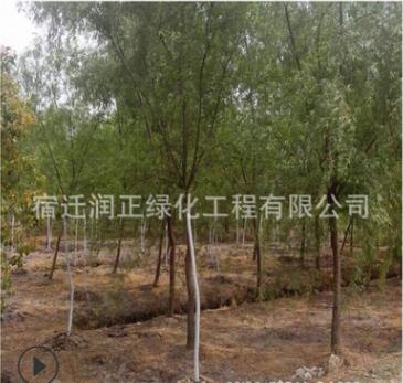 基地直銷優(yōu)質(zhì)垂柳 喬木類垂絲柳廣東水柳垂絲柳垂枝柳