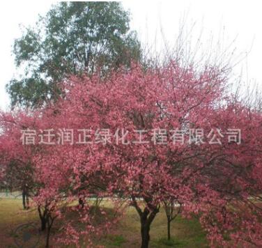 紅梅樹苗基地批發(fā)庭院觀賞植物 室內(nèi)裝飾紅梅花苗