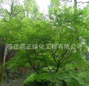 雞爪械樹苗基地直銷青楓樹苗嫁接庭蔭風(fēng)景樹園林綠化苗木